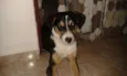 Tobias