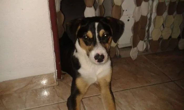 Cachorro ra a indefinida idade 7 a 11 meses nome Tobias