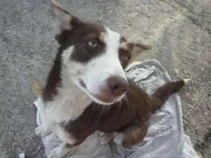Cachorro raça sem raça idade 7 a 11 meses nome sem nome