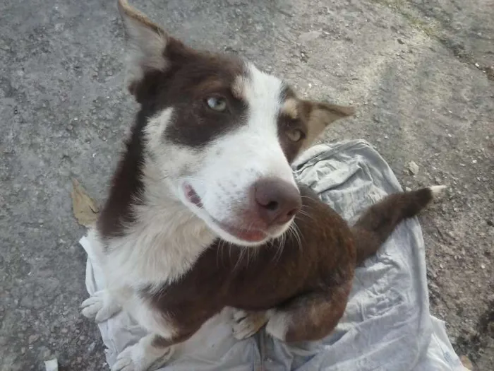 Cachorro ra a sem raça idade 7 a 11 meses nome sem nome