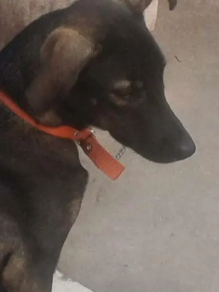 Cachorro raça SRD idade 7 a 11 meses nome pipoca