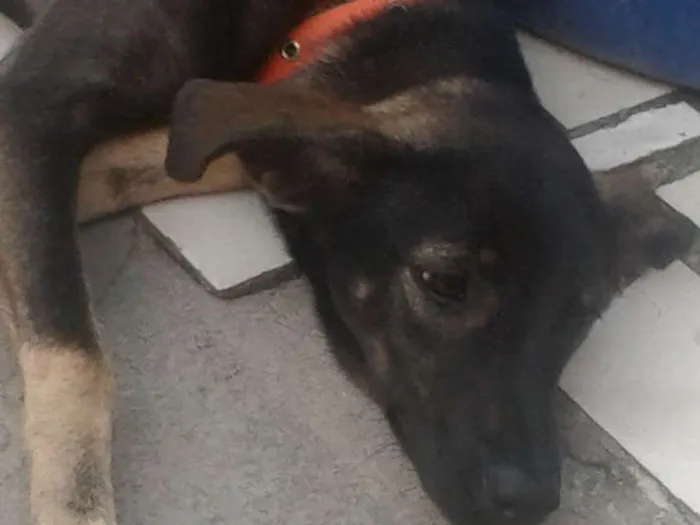 Cachorro raça SRD idade 7 a 11 meses nome pipoca