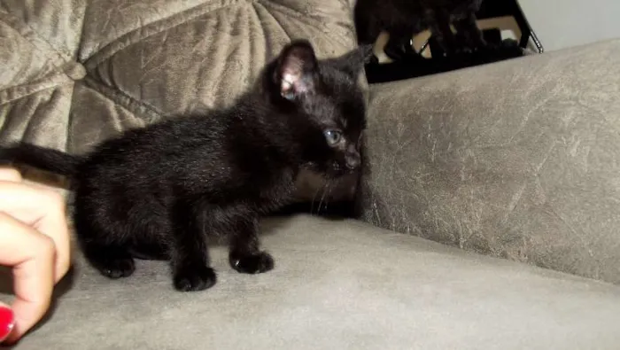 Gato ra a vira-latinha idade Abaixo de 2 meses nome pretinho (temporário)