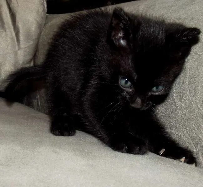 Gato ra a vira-latinha idade Abaixo de 2 meses nome pretinho (temporário)