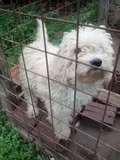 Cachorro ra a Poodle/Maltes idade 3 anos nome Rabito