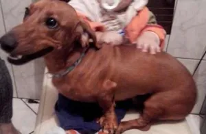 Cachorro raça Basset Hound idade 1 ano nome Pingo
