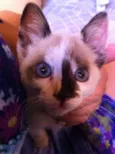 Filhotinha