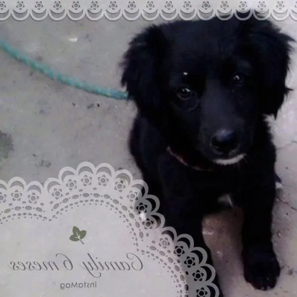 Cachorro ra a SRD idade 2 a 6 meses nome Camily