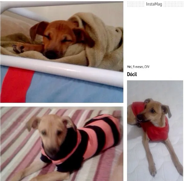 Cachorro ra a SRD idade 7 a 11 meses nome Mel