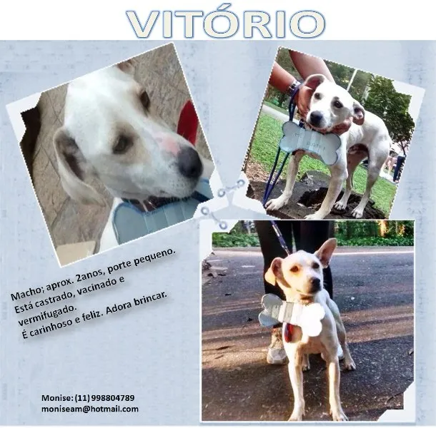 Cachorro ra a SRD idade 2 anos nome Vitório