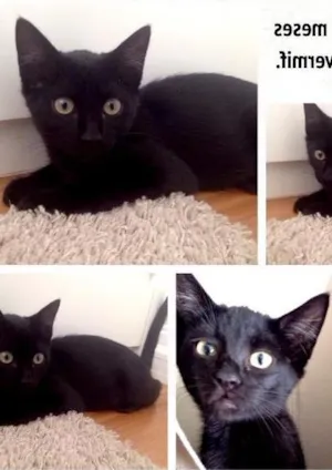 Gato raça SRD idade 2 a 6 meses nome Cacaul