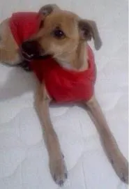 Cachorro ra a SRD idade 7 a 11 meses nome Mel