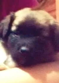Cachorro ra a SRD idade 2 a 6 meses nome Heros