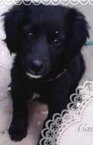 Cachorro raça SRD idade 2 a 6 meses nome Camily