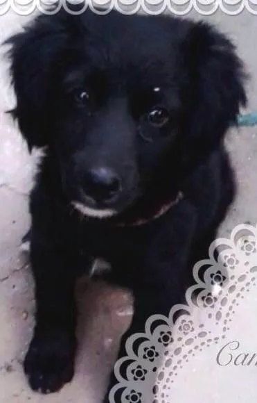 Cachorro ra a SRD idade 2 a 6 meses nome Camily