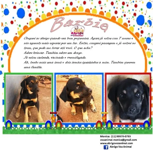 Cachorro ra a SRD idade 7 a 11 meses nome Barbie