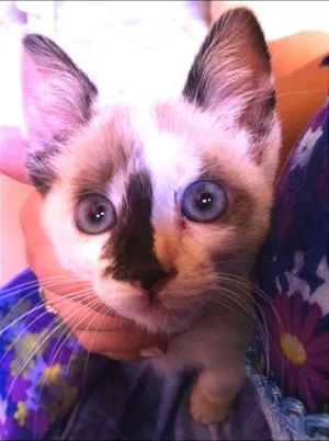Gato raça SRD idade Abaixo de 2 meses nome Filhotinha