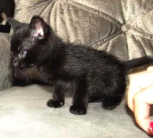 Gato raça vira-latinha idade Abaixo de 2 meses nome pretinho (temporário)