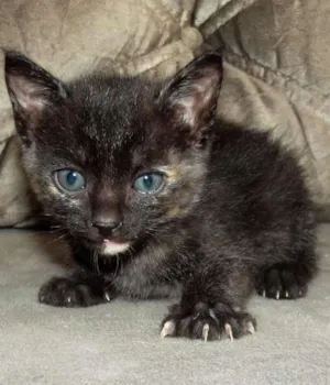 Gato raça Vira-latinha idade Abaixo de 2 meses nome Não possui nome ainda