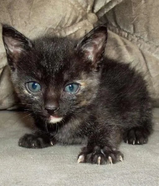 Gato ra a Vira-latinha idade Abaixo de 2 meses nome Não possui nome ainda