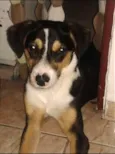 Tobias