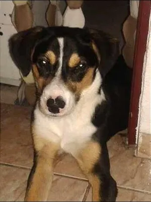 Cachorro raça indefinida idade 7 a 11 meses nome Tobias