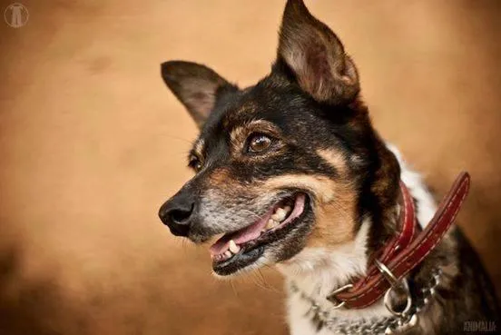 Cachorro raça Dv idade  nome Vários anjinhos