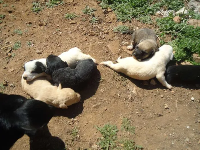Cachorro ra a vira lata idade Abaixo de 2 meses nome sem nome