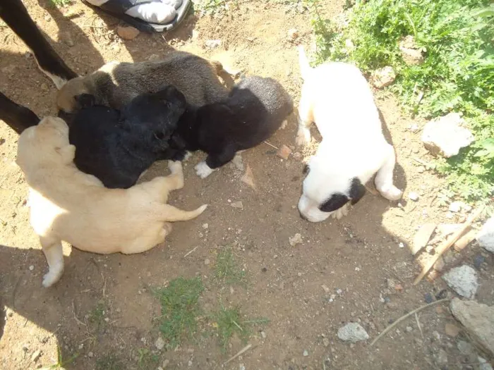 Cachorro ra a vira lata idade Abaixo de 2 meses nome sem nome