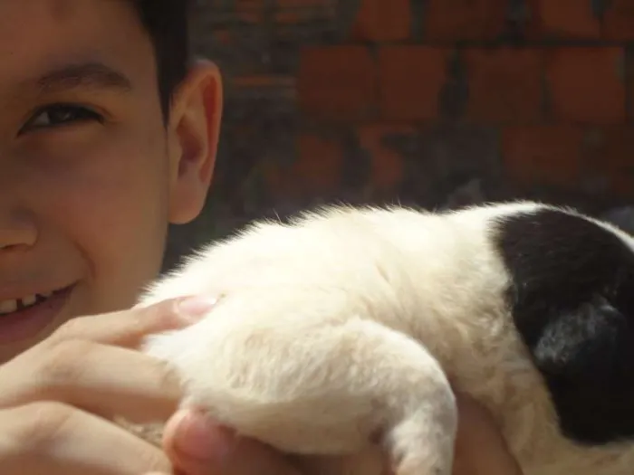 Cachorro ra a vira lata idade Abaixo de 2 meses nome sem nome
