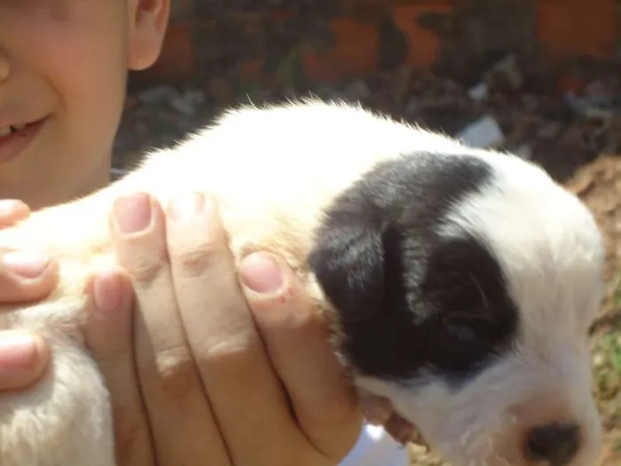Cachorro ra a vira lata idade Abaixo de 2 meses nome sem nome