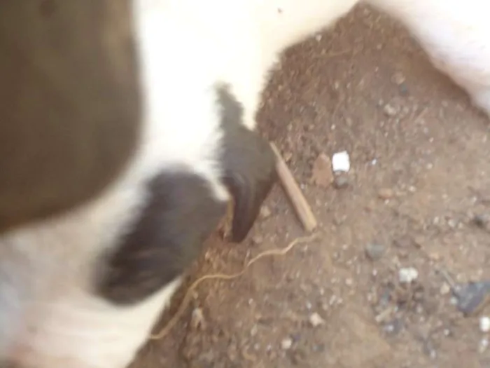 Cachorro ra a vira lata idade Abaixo de 2 meses nome sem nome