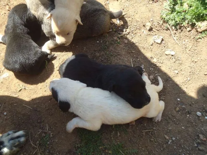 Cachorro ra a vira lata idade Abaixo de 2 meses nome sem nome