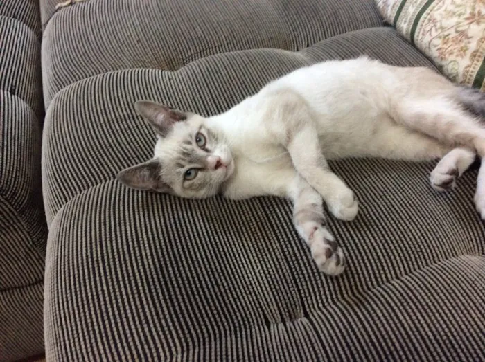 Gato ra a SRD idade 7 a 11 meses nome Camila