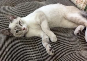 Gato raça SRD idade 7 a 11 meses nome Camila