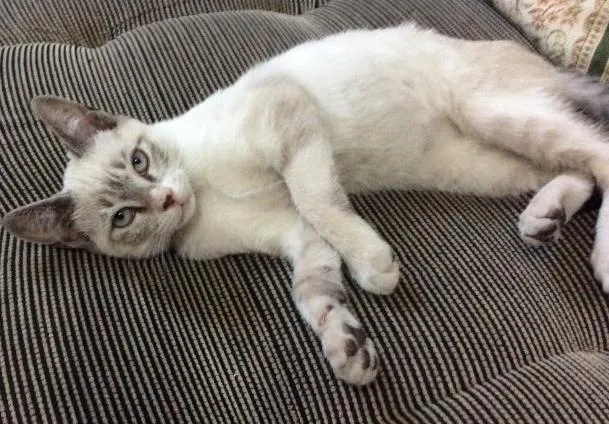 Gato ra a SRD idade 7 a 11 meses nome Camila