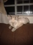 Baby