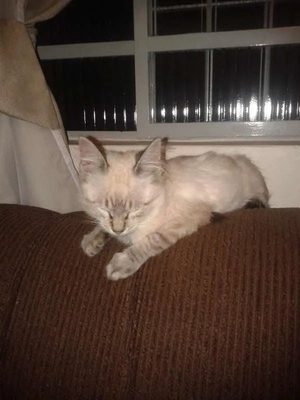 Gato ra a SRD idade 2 a 6 meses nome Baby