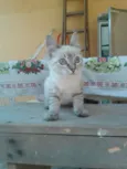 Baby