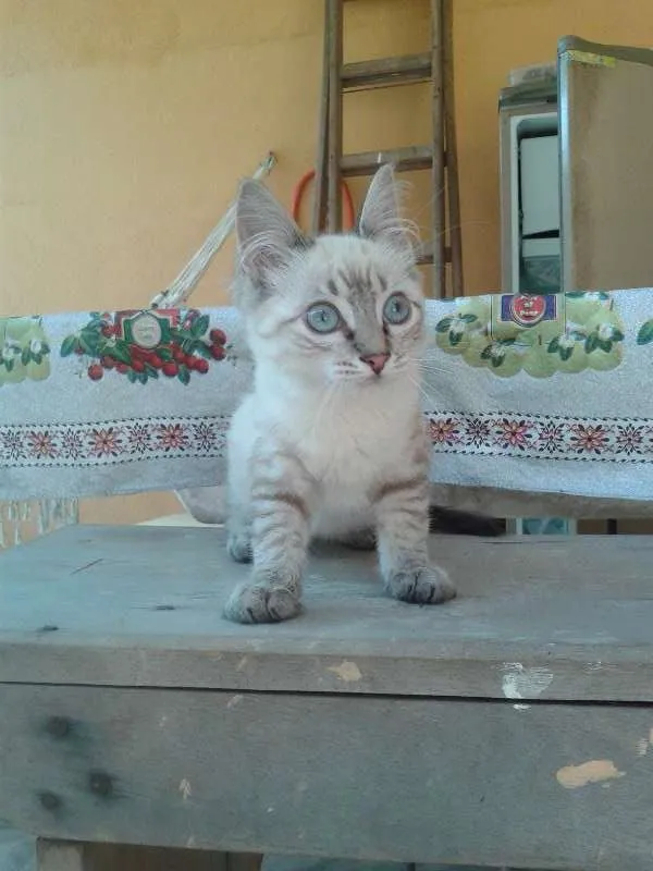 Gato ra a SRD idade 2 a 6 meses nome Baby
