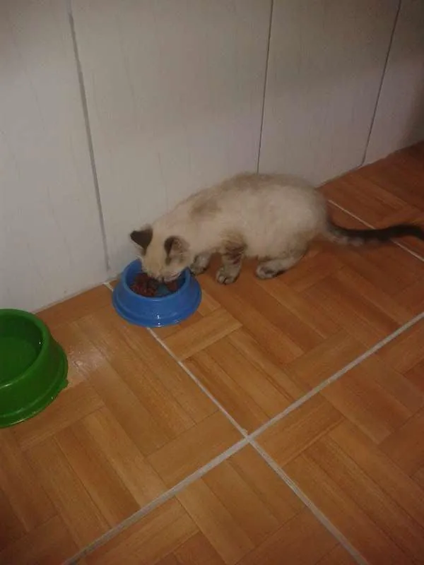 Gato ra a SRD idade 2 a 6 meses nome Baby
