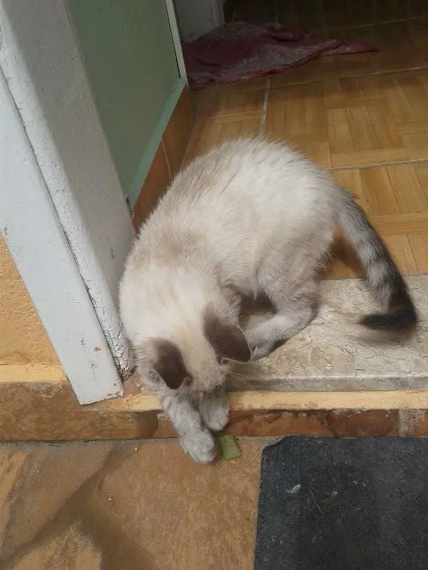 Gato ra a SRD idade 2 a 6 meses nome Baby