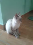 Baby