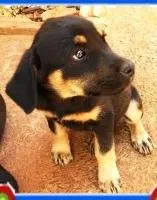 Cachorro raça SRD idade 7 a 11 meses nome Barbie