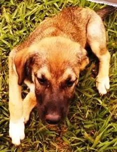 Cachorro raça SRD idade 2 a 6 meses nome Mascara
