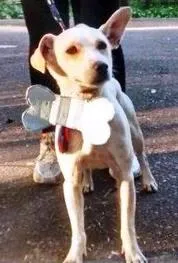 Cachorro ra a SRD idade 2 anos nome Vitório