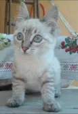 Baby