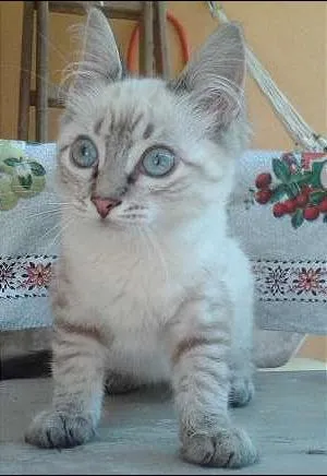 Gato ra a SRD idade 2 a 6 meses nome Baby