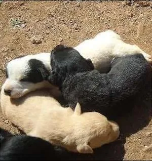 Cachorro raça vira lata idade Abaixo de 2 meses nome sem nome