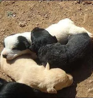Cachorro ra a vira lata idade Abaixo de 2 meses nome sem nome